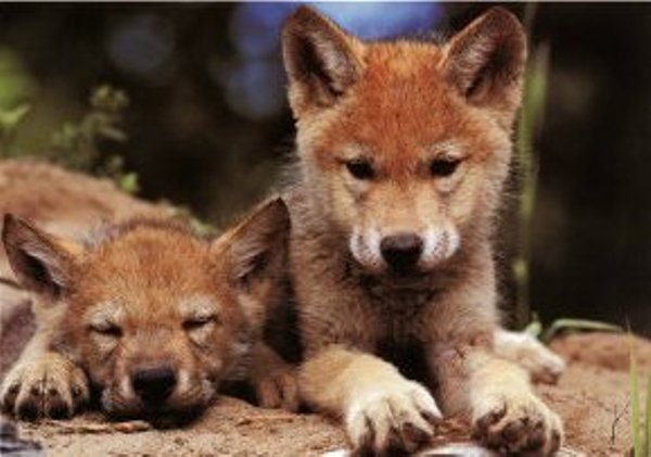 WolfPups