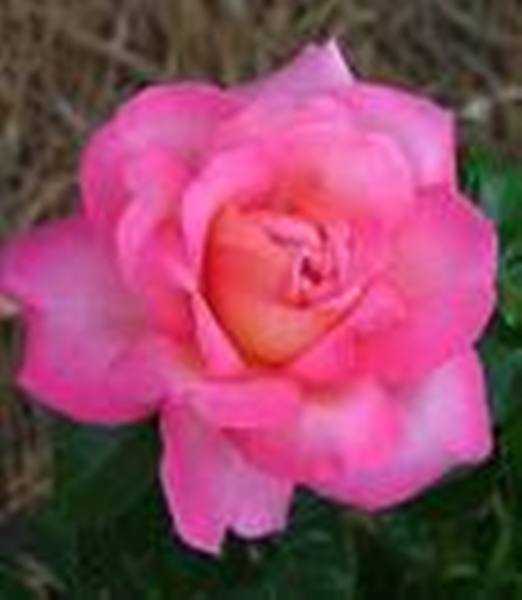 pink rose