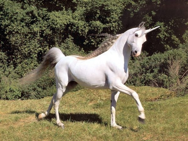 unicorns csg010